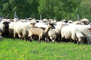 Na bacówce w Przybędzy - mieszanie owiec - zdjęcie20