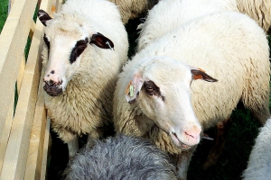 Na bacówce w Przybędzy - mieszanie owiec - zdjęcie19