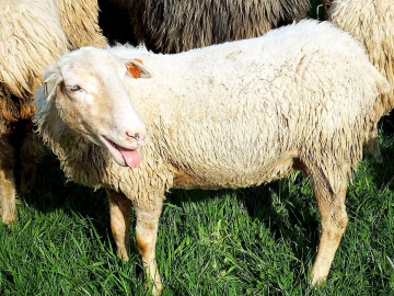 Na bacówce w Przybędzy - mieszanie owiec