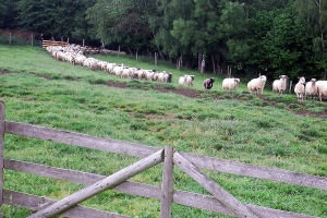 Zielone Świątki na Bacówce w Przybędzy - zdjęcie16