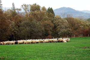 ŚWIĘTO ZIEMNIAKA z 